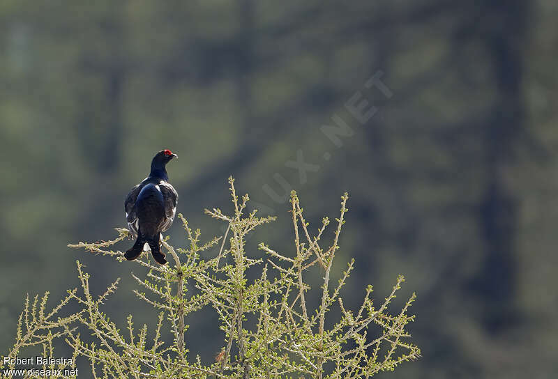 Black Grouse male adult breeding, habitat, Behaviour