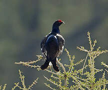 Black Grouse