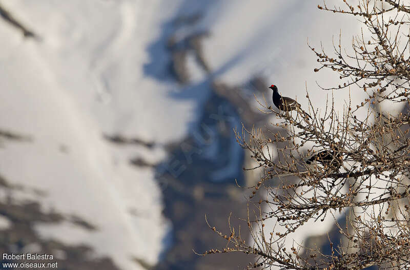 Black Grouse male adult, habitat, Behaviour