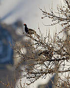 Black Grouse