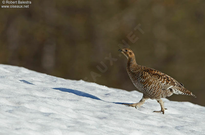 Black Grouse female adult