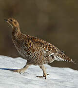 Black Grouse