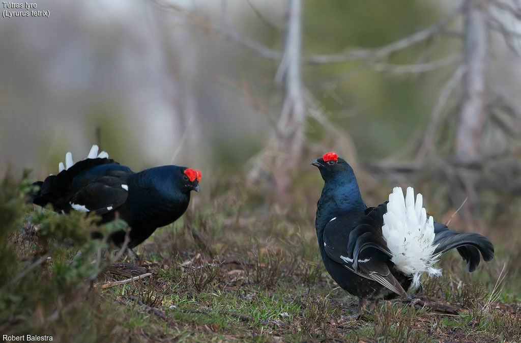 Black Grouse