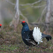 Black Grouse