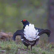 Black Grouse