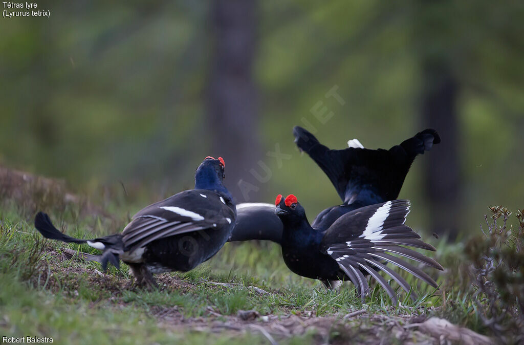 Black Grouse