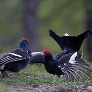 Black Grouse