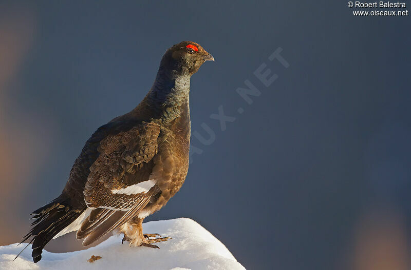 Black Grouse male adult