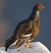 Black Grouse