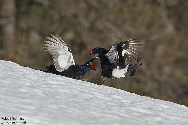 Black Grouse male adult, colonial reprod., Behaviour