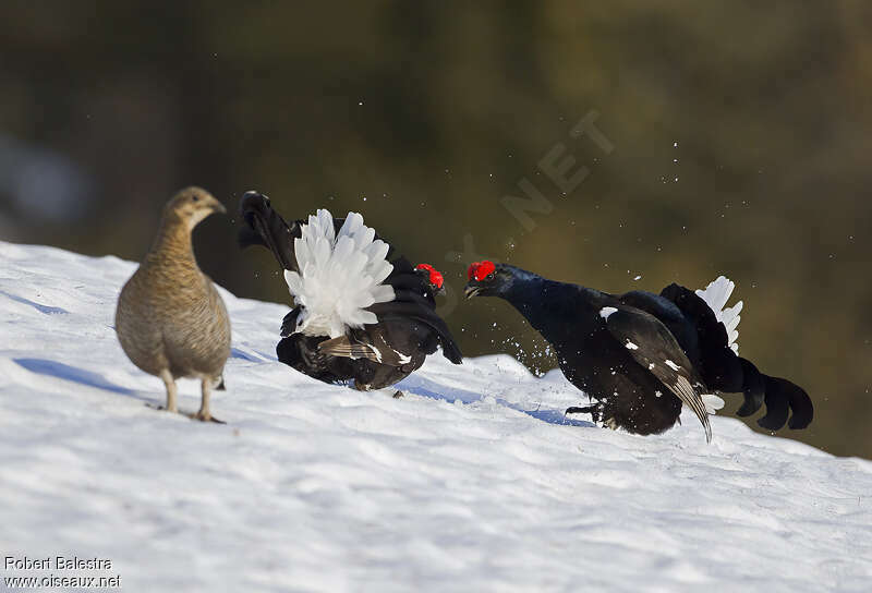 Black Grouseadult breeding, courting display, song