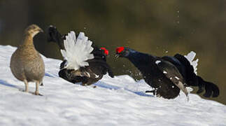 Black Grouse