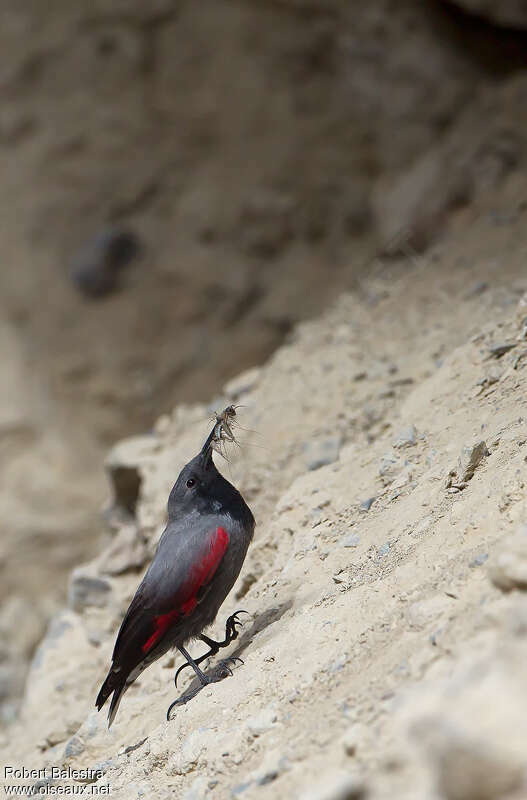 Wallcreeper male adult, feeding habits