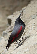 Wallcreeper