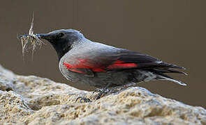 Wallcreeper