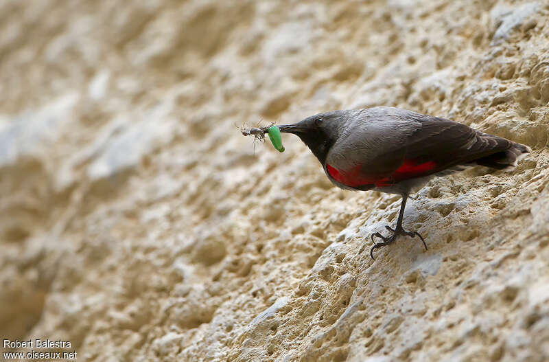 Wallcreeper male adult, feeding habits