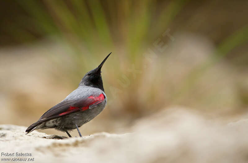 Wallcreeper male adult breeding, identification