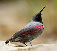 Wallcreeper