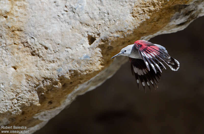 Wallcreeper female adult breeding, Flight