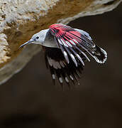 Wallcreeper