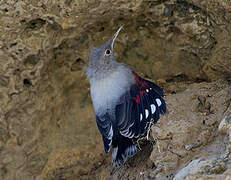 Wallcreeper