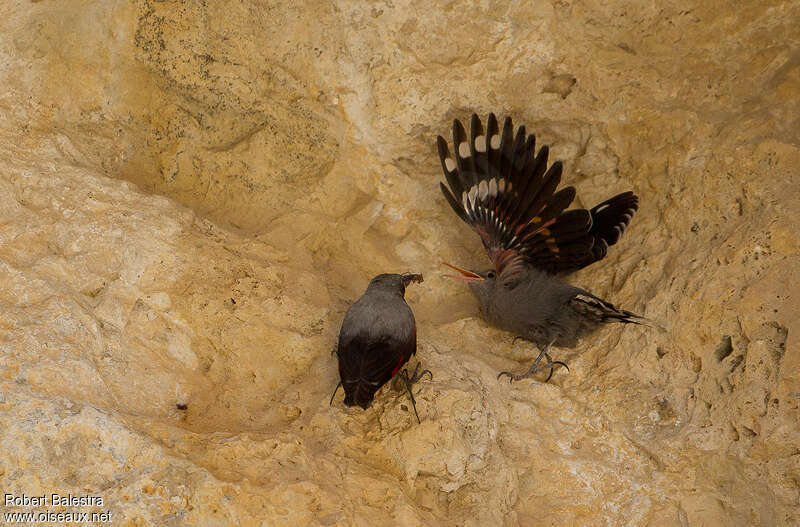 Wallcreeper, Reproduction-nesting, Behaviour