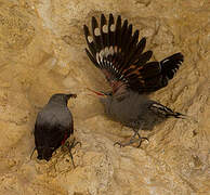 Wallcreeper