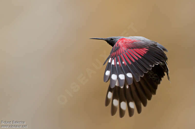 Wallcreeper male adult breeding, Flight