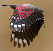 Wallcreeper