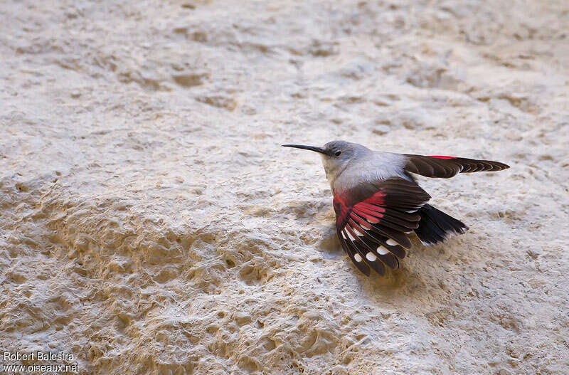 Wallcreeper female adult, Behaviour