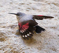 Wallcreeper