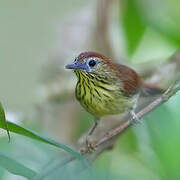 Pin-striped Tit-Babbler