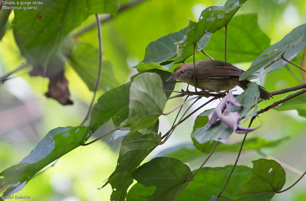 Pin-striped Tit-Babbler