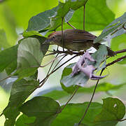 Pin-striped Tit-Babbler