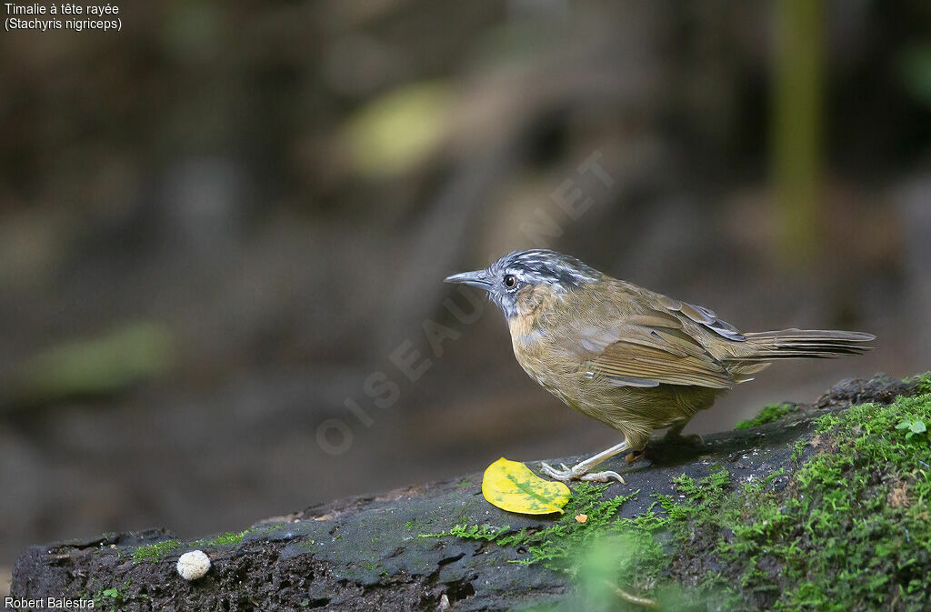 Timalie à tête rayée
