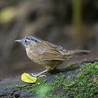 Timalie à tête rayée