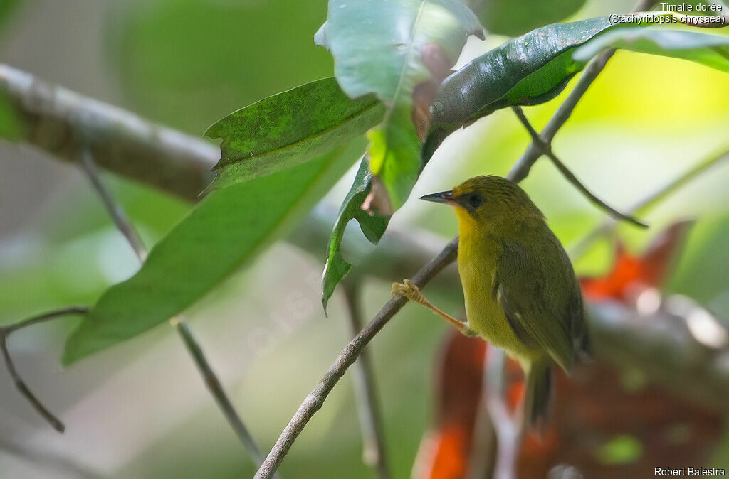 Golden Babbler