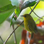 Golden Babbler