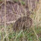 Tinamou de Darwin