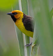 Black-necked Weaver