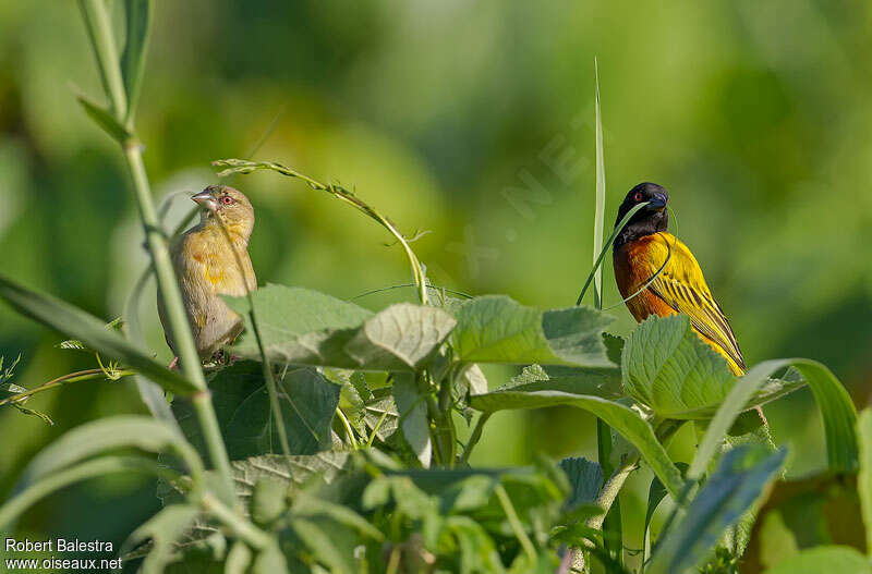 Golden-backed Weaver male adult breeding, Reproduction-nesting