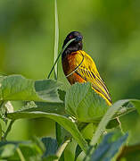 Golden-backed Weaver