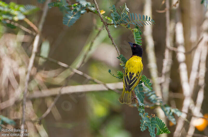 Golden-backed Weaver male adult breeding, pigmentation