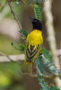 Golden-backed Weaver