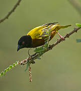 Golden-backed Weaver