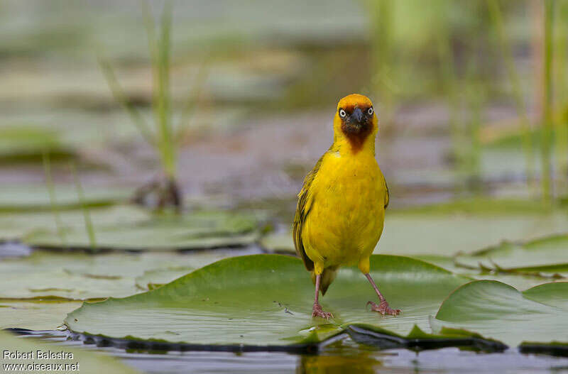 Northern Brown-throated Weaver male adult, habitat, pigmentation