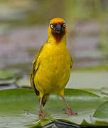 Northern Brown-throated Weaver