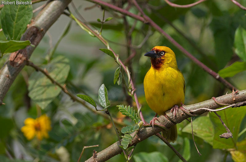 Northern Brown-throated Weaver