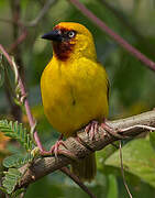 Northern Brown-throated Weaver