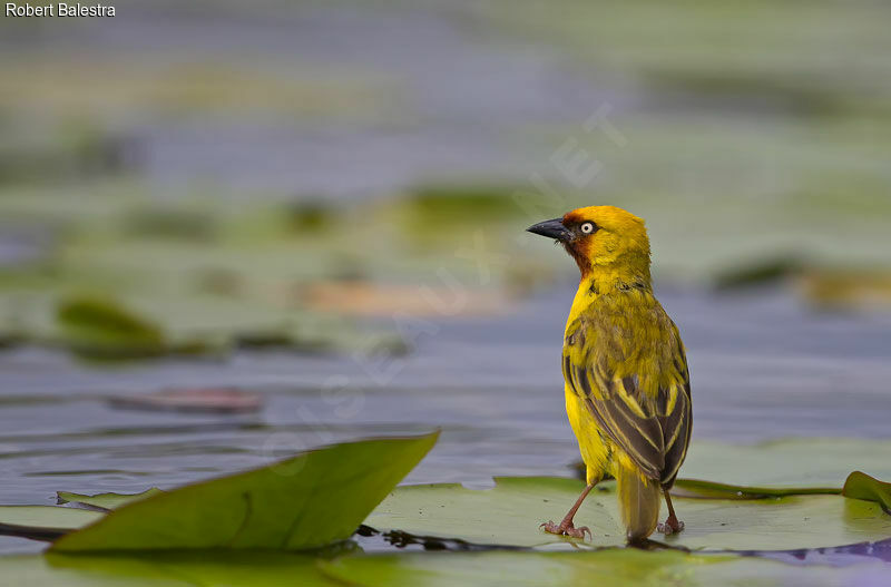 Northern Brown-throated Weaver